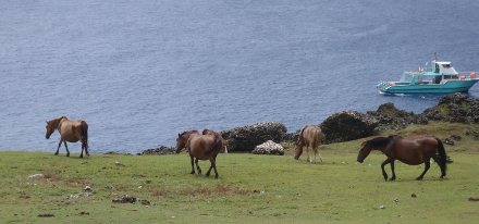 与那国島：放牧の与那国馬