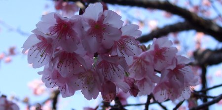 八重岳の桜まつり
