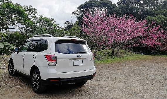 八重岳の桜とフォレスター